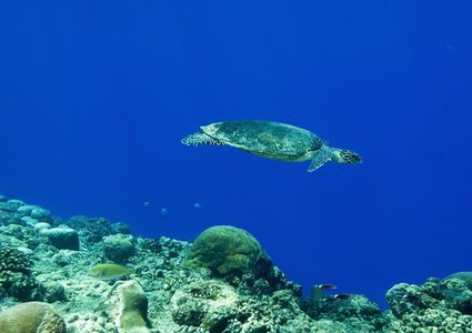 سلحفاة نادرة برأسين!