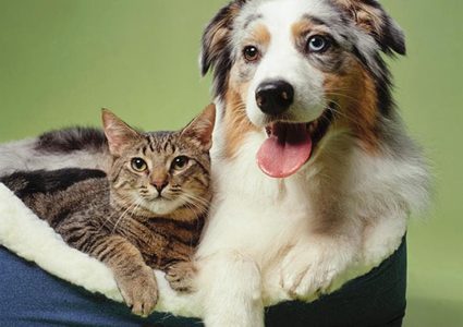 الكلاب والقطط تساعد في السيطرة على الألم المزمن