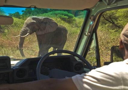 هجوم مرعب لفيل هائج على السياح!