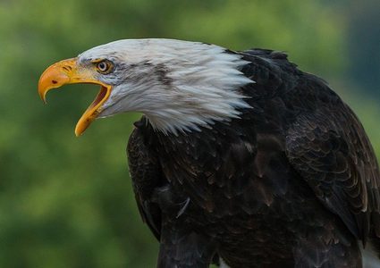 نسر يمزق أفعى أمام أعين السياح!