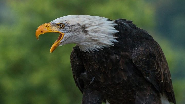 نسر يمزق أفعى أمام أعين السياح!