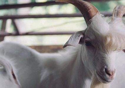 "راموس" يشعل الإنترنت بابتسامة نجوم البوب!