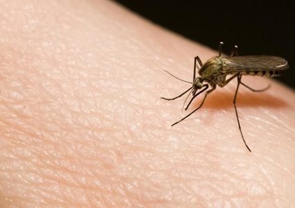 الصحة تنشر إرشادات للوقاية من لدغات البعوض والأمراض التي قد تنقله