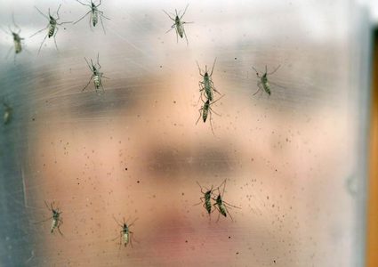 بعوض حمى غرب النيل ينتشر في مستوطنات بالضفة