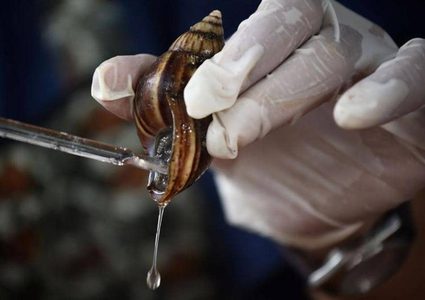 "حليب الحلزون".. سائل أغلى من الذهب