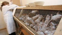 العلماء يقهرون الإيدز لدى الفئران