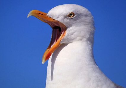 نورس يخطف كلبا أمام أعين أصحابه!