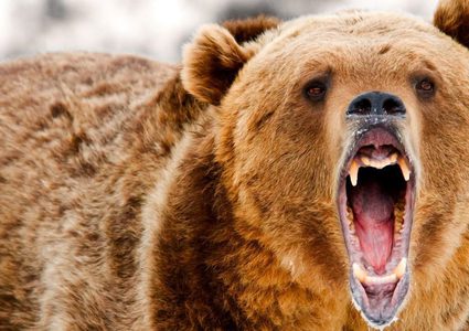 دب يتسلل إلى مطار في أقصى شرق روسيا