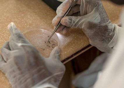 الملاريا "المقاومة للعقاقير" تنتشر.. وتقترب من أفريقيا