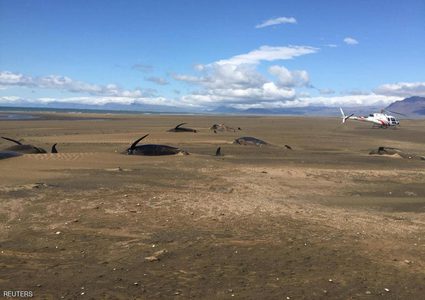 50 حوتا في "مأساة جماعية" على الشاطئ