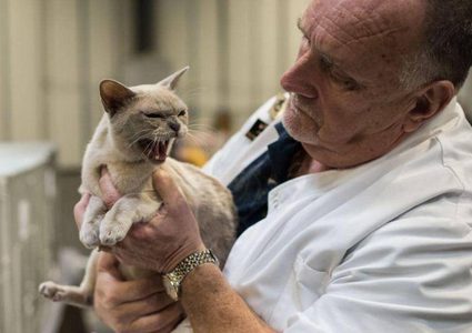 ولاية أميركية تتبنى قانونا "غريبا" لحماية القطط