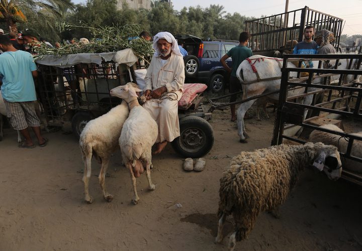 يستعد المواطنون في غزة ،لشراء الأضحيات قبل عيد الأضحى المبارك ، فيتوافد الكثير لسوق الحلال ،وسط القطاع لشراء المواشي .