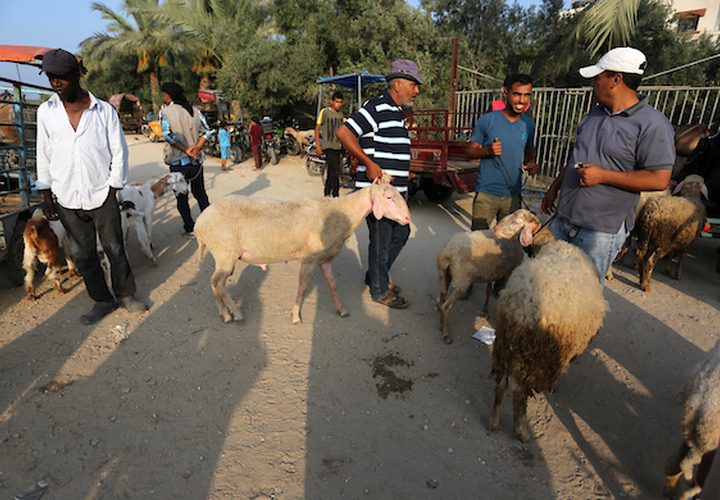 يستعد المواطنون في غزة ،لشراء الأضحيات قبل عيد الأضحى المبارك ، فيتوافد الكثير لسوق الحلال ،وسط القطاع لشراء المواشي .