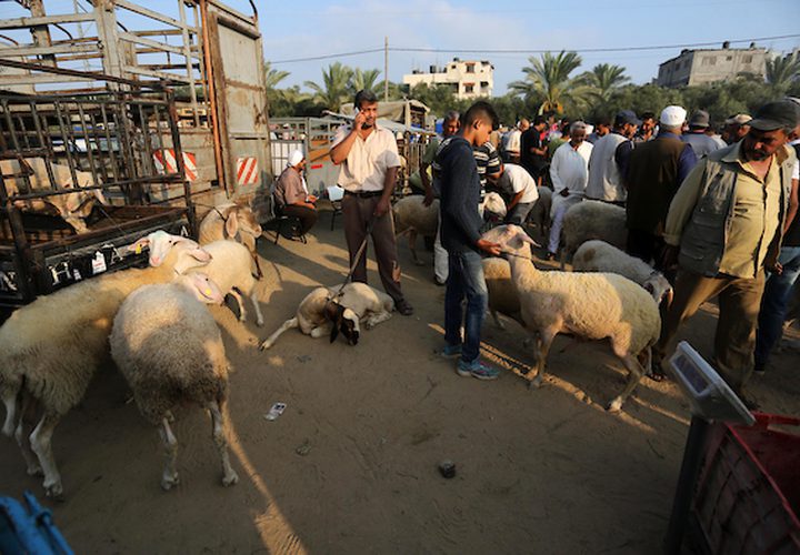 يستعد المواطنون في غزة ،لشراء الأضحيات قبل عيد الأضحى المبارك ، فيتوافد الكثير لسوق الحلال ،وسط القطاع لشراء المواشي .