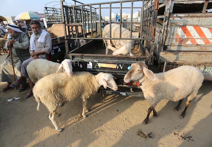 يستعد المواطنون في غزة ،لشراء الأضحيات قبل عيد الأضحى المبارك ، فيتوافد الكثير لسوق الحلال ،وسط القطاع لشراء المواشي .