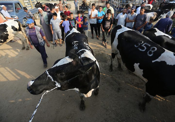 يستعد المواطنون في غزة ،لشراء الأضحيات قبل عيد الأضحى المبارك ، فيتوافد الكثير لسوق الحلال ،وسط القطاع لشراء المواشي .