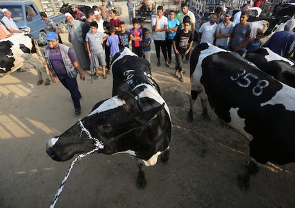 المواطنون في غزة يشترون الأضاحي تمهيداً لذبحها في عيد الأضحى