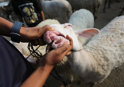 يستعد المواطنون في غزة ،لشراء الأضحيات قبل عيد الأضحى المبارك ، فيتوافد الكثير لسوق الحلال ،وسط القطاع لشراء المواشي .