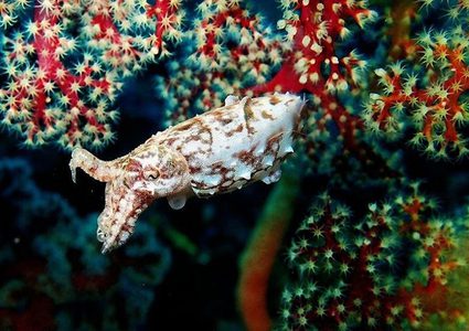 الحبار قد يكون العلاج قادم للسرطان