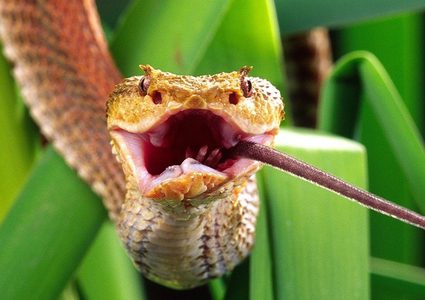 كوبرا ملكية تبتلع صغيرها!