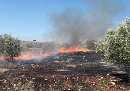 جنين : حريق كبير يلتهم 80 شجرة زيتون