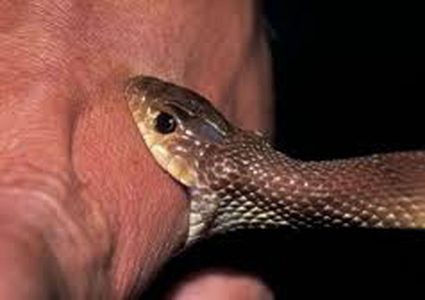 ما الذي يجب عمله في حال التعرض للدغة أفعى؟