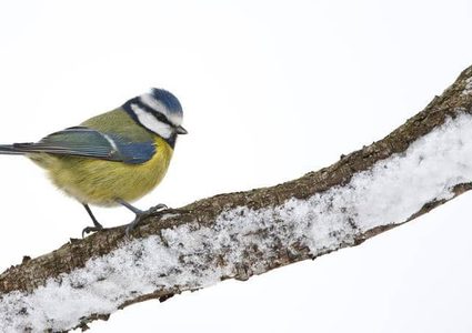 تغير المناخ يهدد بانقراض جماعي