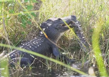 معركة دامية بين أفعى وتمساح!