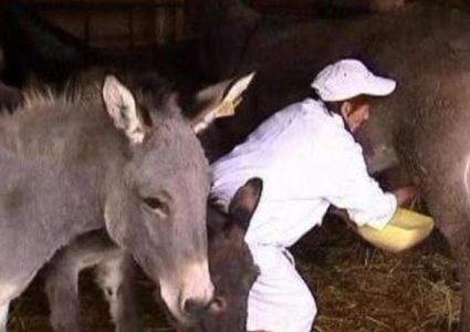 جبنة الحمير.. غنية بالبروتين وتعالج هذه الأمراض!