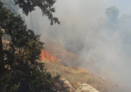 حريق ضخم يلتهم أكثر من 1500 شجرة زيتون جنوب جنين