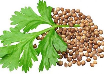 فوائد الكزبرة للمرضى بالصرع