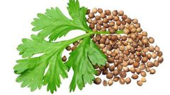 فوائد الكزبرة للمرضى بالصرع