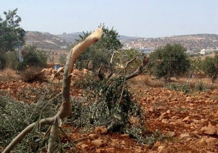 مستوطنون يقتلعون عشرات من أشجار الزيتون جنوب نابلس