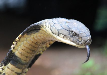 نيجيريا.. أفعى تتسبب في وقف جلسات مجلس النواب إلى أجل غير مسمى