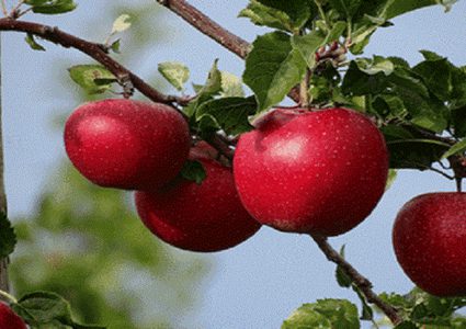 دراسة: التفاح يساعد على انخفاض نسبة مرض السكري بالجسم