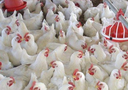 استقرار أسعار الدجاج في غزة