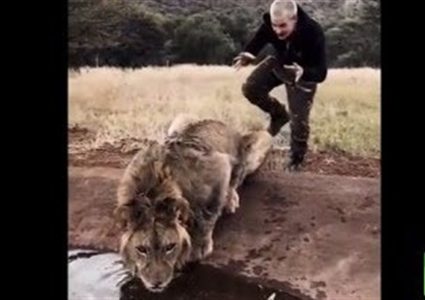 سويسري يعيش مع الأسود (فيديو)