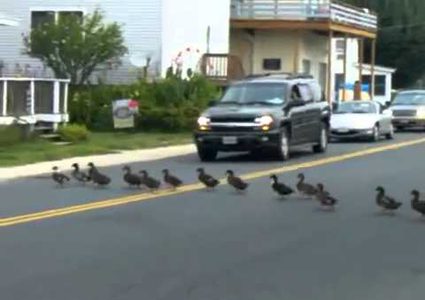 بالفيديو: مجموعة من البط تتسبّب بحادث كبير في سانت بطرسبورغ الروس