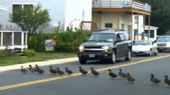 بالفيديو: مجموعة من البط تتسبّب بحادث كبير في سانت بطرسبورغ الروس