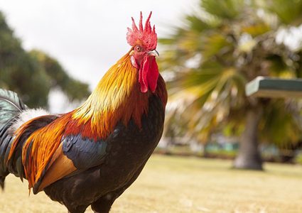 هل يمكن القيام بتنويم مغناطيسي للدجاج!