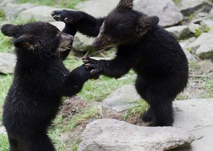 دببة تتسلق شرفة منزل لتأخذ الطعام