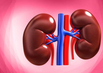 كيف تحافظ على صحة الكلى؟