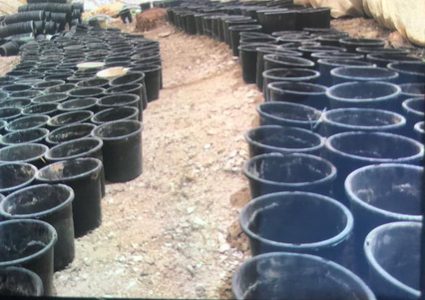 الشرطة تضبط مشتلاً للمخدرات قيد التجهيز في بيت لحم