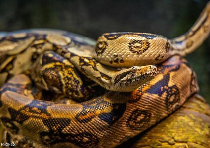 ثعبان عض هندي فمزقه بأسنانه