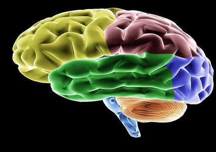 مهنة تسبب في تقلص حجم الدماغ