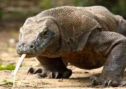 أسرارا مذهلة في سحلية "الكومودو"