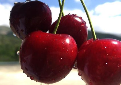 دراسة: الكرز يحتوي على مجموعة فوائد من المركبات النشطة بيولوجيا