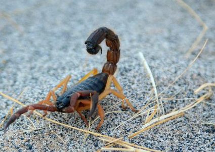 عائلة مكسيكية تعيش على صيد وبيع العقارب منذ أكثر من 50 عاما