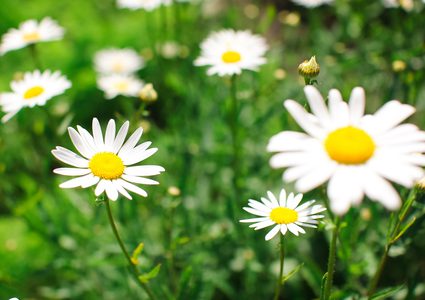 البابونج لجمالك والجسم