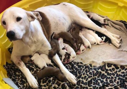 كلبة ضالة تلد 20 جروا في مدينة أمريكية